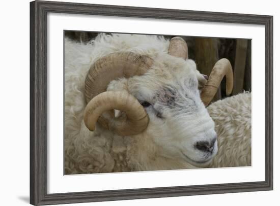 Dartmoor Sheep-James Emmerson-Framed Photographic Print