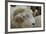 Dartmoor Sheep-James Emmerson-Framed Photographic Print