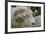 Dartmoor Sheep-James Emmerson-Framed Photographic Print