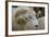 Dartmoor Sheep-James Emmerson-Framed Photographic Print