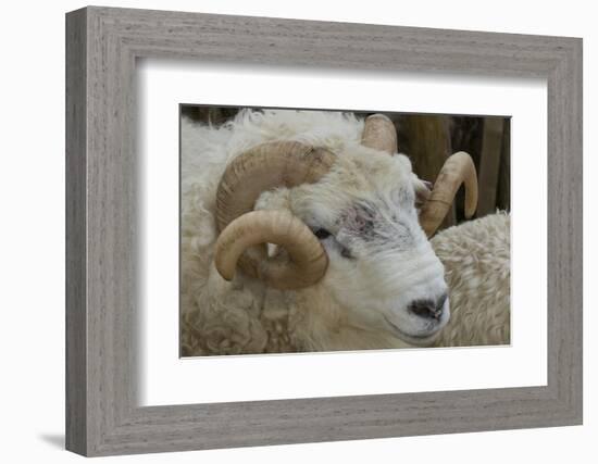 Dartmoor Sheep-James Emmerson-Framed Photographic Print