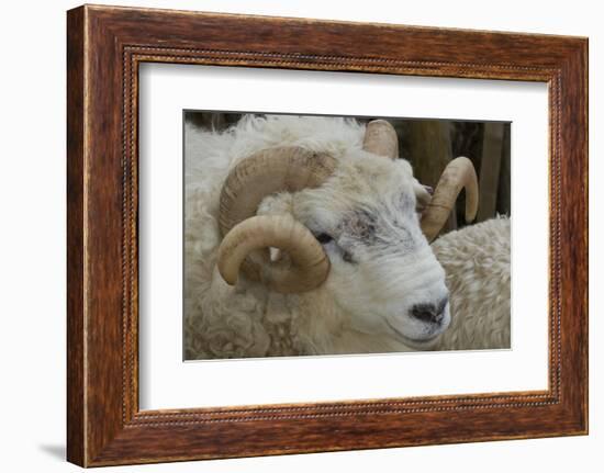 Dartmoor Sheep-James Emmerson-Framed Photographic Print