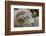 Dartmoor Sheep-James Emmerson-Framed Photographic Print