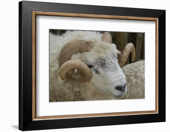 Dartmoor Sheep-James Emmerson-Framed Photographic Print