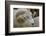 Dartmoor Sheep-James Emmerson-Framed Photographic Print