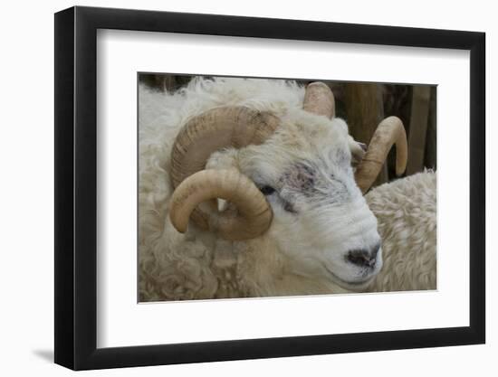 Dartmoor Sheep-James Emmerson-Framed Photographic Print