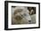 Dartmoor Sheep-James Emmerson-Framed Photographic Print