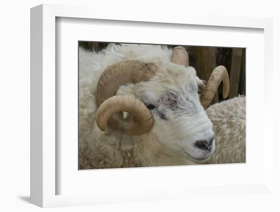 Dartmoor Sheep-James Emmerson-Framed Photographic Print