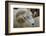 Dartmoor Sheep-James Emmerson-Framed Photographic Print