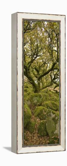 Dartmoor, Wistmans Wood, Stunted Oak Trees, Vert Pano-David Clapp-Framed Premier Image Canvas