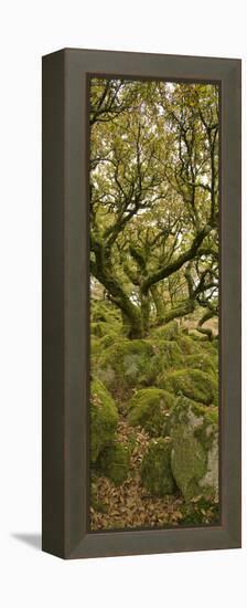 Dartmoor, Wistmans Wood, Stunted Oak Trees, Vert Pano-David Clapp-Framed Premier Image Canvas