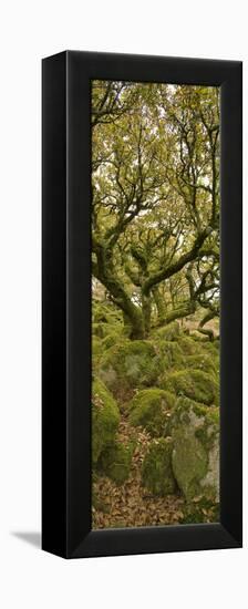 Dartmoor, Wistmans Wood, Stunted Oak Trees, Vert Pano-David Clapp-Framed Premier Image Canvas