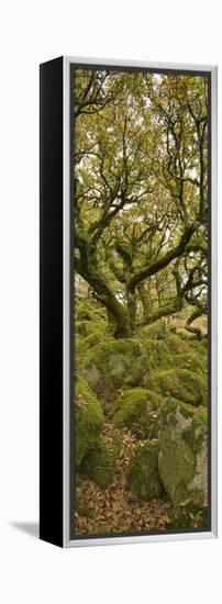 Dartmoor, Wistmans Wood, Stunted Oak Trees, Vert Pano-David Clapp-Framed Premier Image Canvas