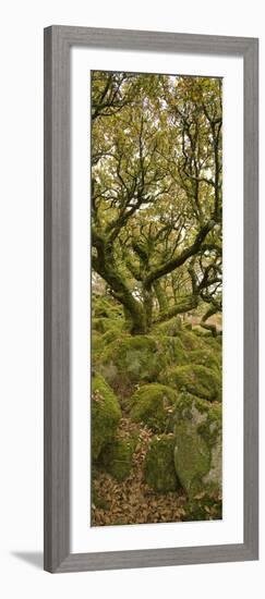 Dartmoor, Wistmans Wood, Stunted Oak Trees, Vert Pano-David Clapp-Framed Photographic Print