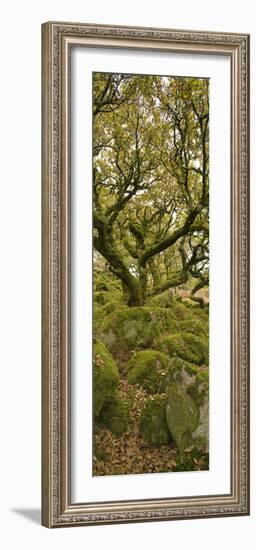 Dartmoor, Wistmans Wood, Stunted Oak Trees, Vert Pano-David Clapp-Framed Photographic Print