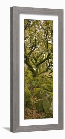 Dartmoor, Wistmans Wood, Stunted Oak Trees, Vert Pano-David Clapp-Framed Photographic Print