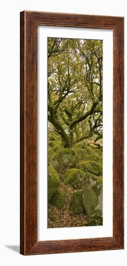 Dartmoor, Wistmans Wood, Stunted Oak Trees, Vert Pano-David Clapp-Framed Photographic Print