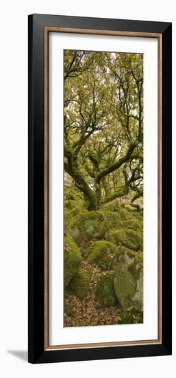 Dartmoor, Wistmans Wood, Stunted Oak Trees, Vert Pano-David Clapp-Framed Photographic Print