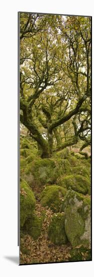 Dartmoor, Wistmans Wood, Stunted Oak Trees, Vert Pano-David Clapp-Mounted Photographic Print