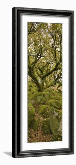 Dartmoor, Wistmans Wood, Stunted Oak Trees, Vert Pano-David Clapp-Framed Photographic Print