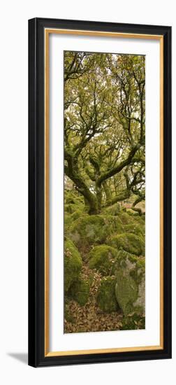 Dartmoor, Wistmans Wood, Stunted Oak Trees, Vert Pano-David Clapp-Framed Photographic Print