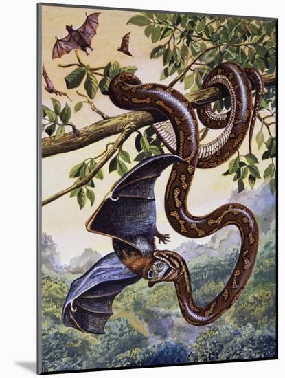 Darwin Carpet Python (Morelia Spilota Variegata), Pythonidae-null-Mounted Giclee Print