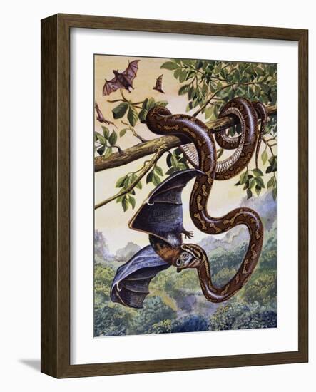 Darwin Carpet Python (Morelia Spilota Variegata), Pythonidae-null-Framed Premium Giclee Print