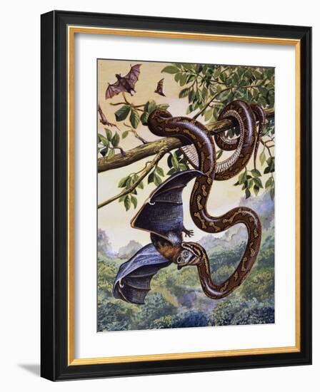 Darwin Carpet Python (Morelia Spilota Variegata), Pythonidae-null-Framed Premium Giclee Print