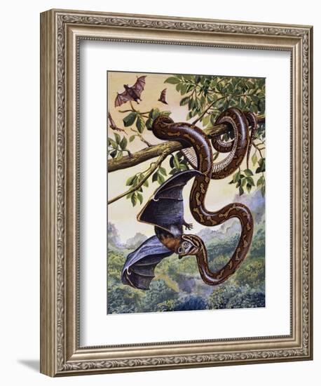 Darwin Carpet Python (Morelia Spilota Variegata), Pythonidae-null-Framed Giclee Print