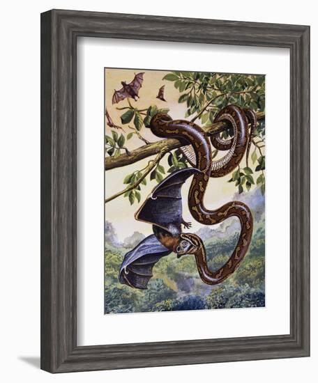 Darwin Carpet Python (Morelia Spilota Variegata), Pythonidae-null-Framed Giclee Print