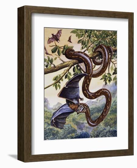 Darwin Carpet Python (Morelia Spilota Variegata), Pythonidae--Framed Giclee Print