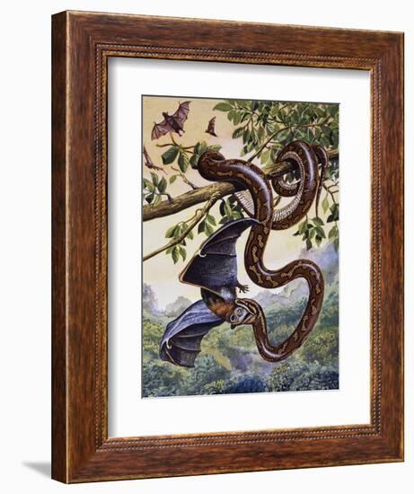 Darwin Carpet Python (Morelia Spilota Variegata), Pythonidae-null-Framed Giclee Print