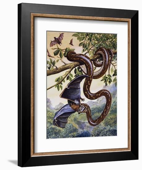 Darwin Carpet Python (Morelia Spilota Variegata), Pythonidae--Framed Giclee Print