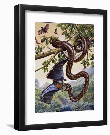 Darwin Carpet Python (Morelia Spilota Variegata), Pythonidae--Framed Giclee Print