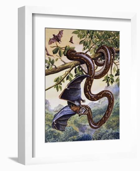 Darwin Carpet Python (Morelia Spilota Variegata), Pythonidae-null-Framed Giclee Print