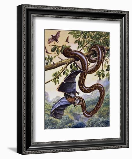 Darwin Carpet Python (Morelia Spilota Variegata), Pythonidae--Framed Giclee Print