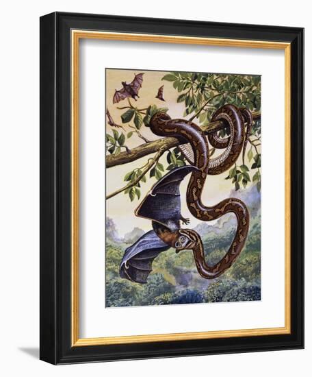 Darwin Carpet Python (Morelia Spilota Variegata), Pythonidae-null-Framed Giclee Print