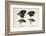 Darwin's Galapagos Finches-Stewart Stewart-Framed Photographic Print