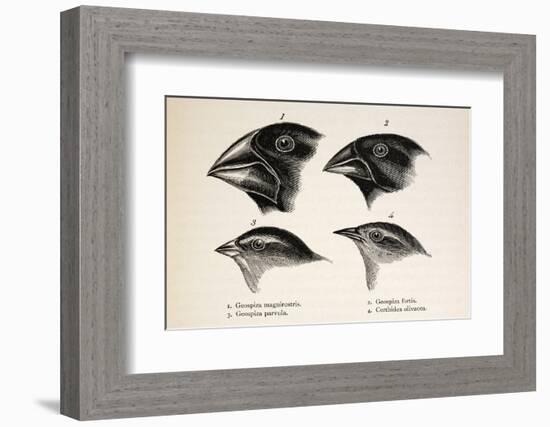 Darwin's Galapagos Finches-Stewart Stewart-Framed Photographic Print