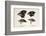 Darwin's Galapagos Finches-Stewart Stewart-Framed Photographic Print