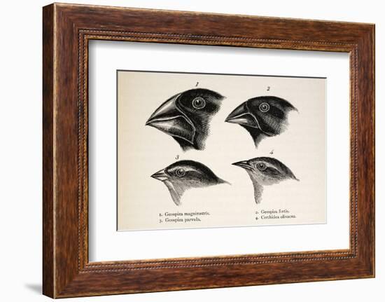 Darwin's Galapagos Finches-Stewart Stewart-Framed Photographic Print