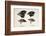 Darwin's Galapagos Finches-Stewart Stewart-Framed Photographic Print