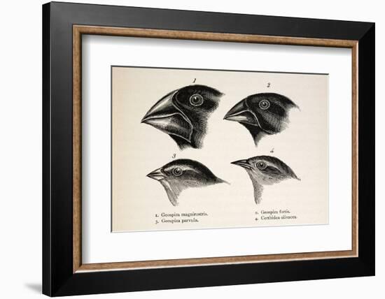 Darwin's Galapagos Finches-Stewart Stewart-Framed Photographic Print