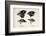 Darwin's Galapagos Finches-Stewart Stewart-Framed Photographic Print