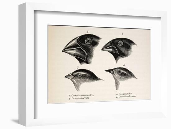 Darwin's Galapagos Finches-Stewart Stewart-Framed Photographic Print