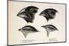 Darwin's Galapagos Finches-Stewart Stewart-Mounted Photographic Print