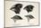 Darwin's Galapagos Finches-Stewart Stewart-Mounted Photographic Print