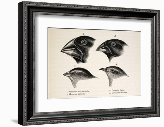 Darwin's Galapagos Finches-Stewart Stewart-Framed Photographic Print