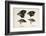 Darwin's Galapagos Finches-Stewart Stewart-Framed Photographic Print