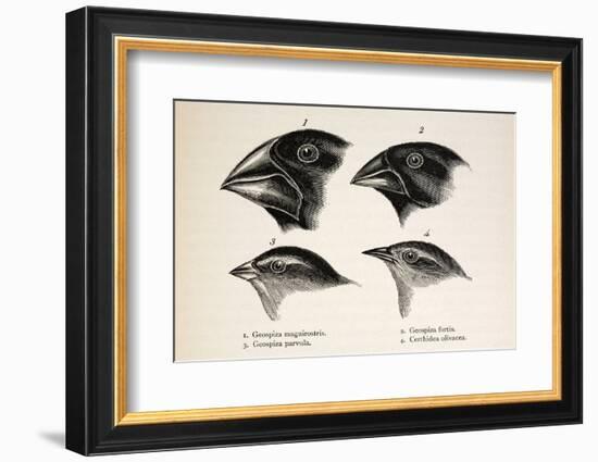 Darwin's Galapagos Finches-Stewart Stewart-Framed Photographic Print